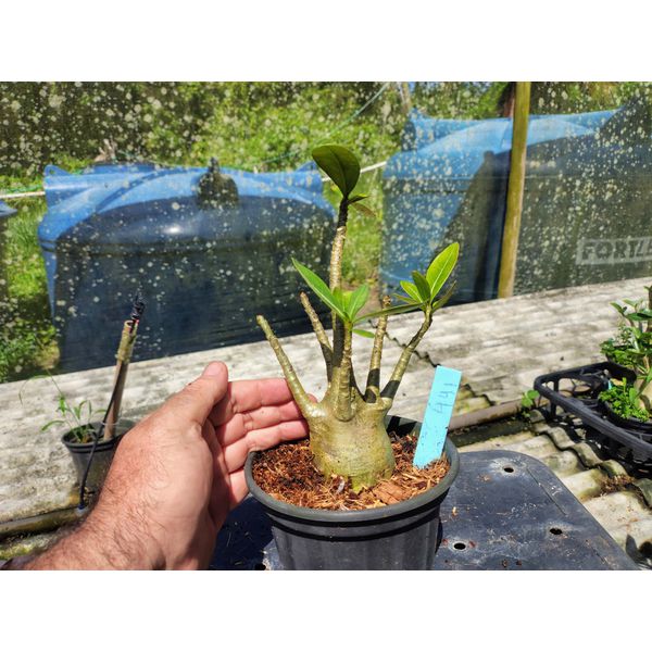 Rosa Do Deserto - Cruzamentos Especiais - Planta N.º: 432