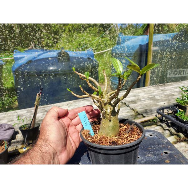 Rosa Do Deserto - Cruzamentos Especiais - Planta N.º: 432