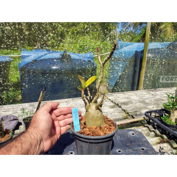 Rosa Do Deserto - Cruzamentos Especiais - Planta N.º: 432