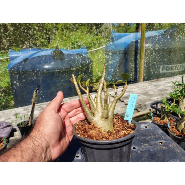 Rosa Do Deserto - Cruzamentos Especiais - Planta N.º: 432