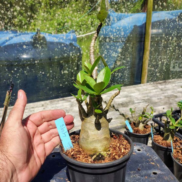 Rosa Do Deserto - Cruzamentos Especiais - Planta N.º: 432