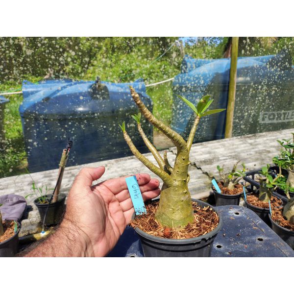 Rosa Do Deserto - Cruzamentos Especiais - Planta N.º: 432