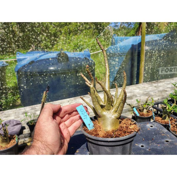 Rosa Do Deserto - Cruzamentos Especiais - Planta N.º: 432