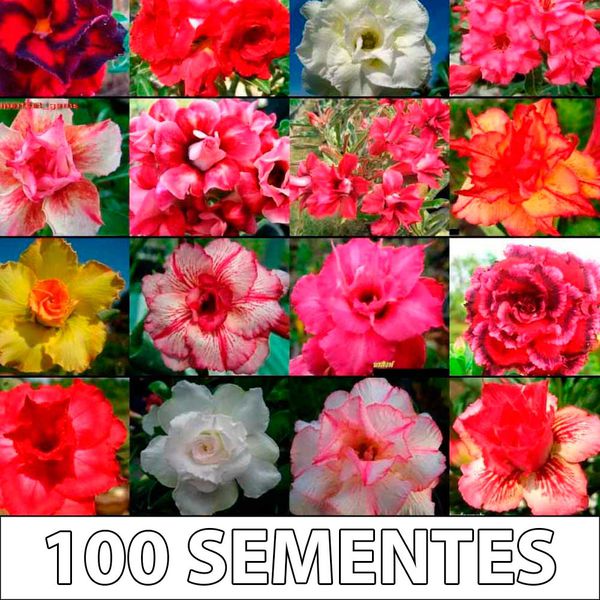 100 sementes sortidas de rosa do deserto