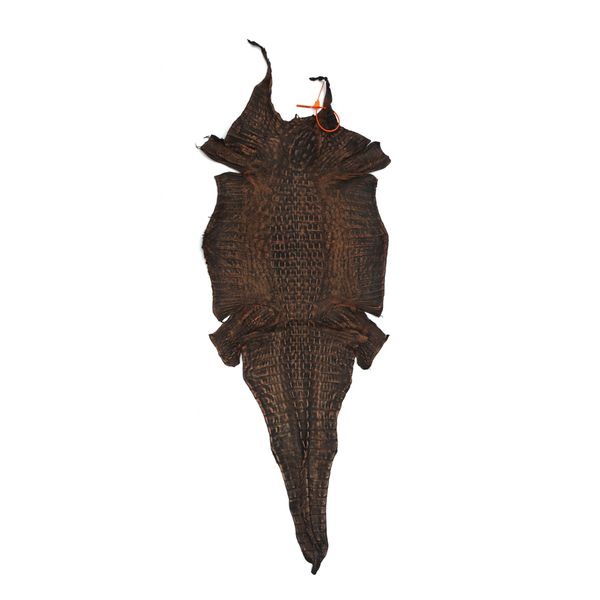 Couro De Jacaré (Caiman Yacare ) Tabaco Rustic Lixado