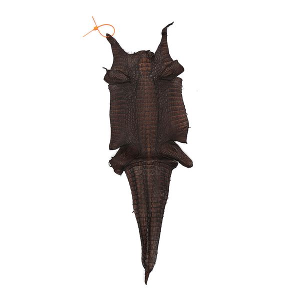 Couro de Jacare Acab. HB (CAIMAN YACARE) Cafe Cera - 11645
