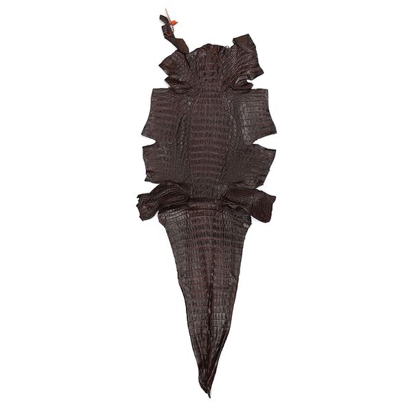 Couro De Jacaré (Caiman Yacare ) Café