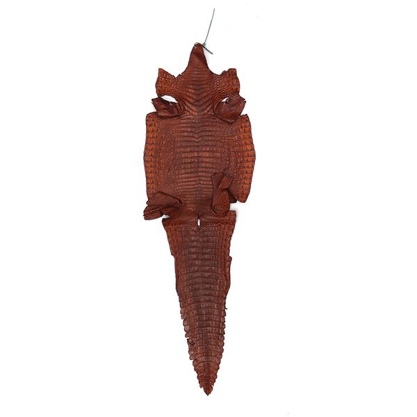 Couro de Jacaré Acab. BL (Caiman latirostris)