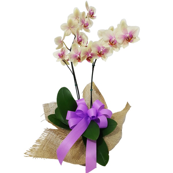 Flor de Orquidea | Floricultura FLORA BARIGUI