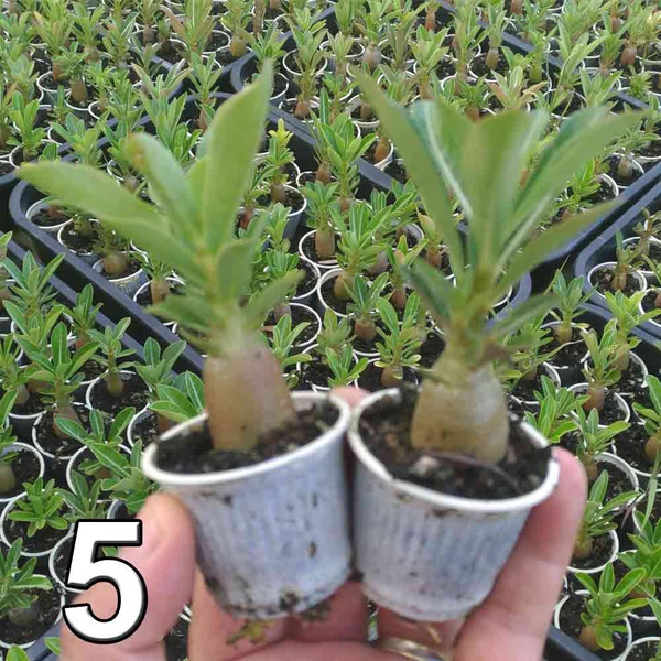 05 mudas de rosa do deserto 3 a 5 meses - cores sortidas - Adenium Obesum | ROSA  DO DESERTO - Valmor Ademium