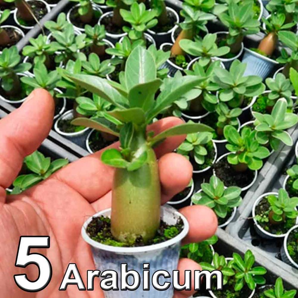 05 Rosa do Deserto Arabicum de 3 a 5 meses