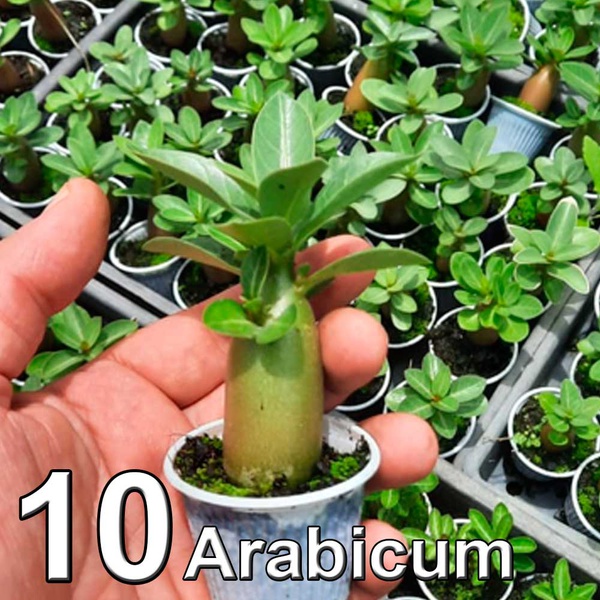 10 Rosa do Deserto Arabicum de 3 a 5 meses