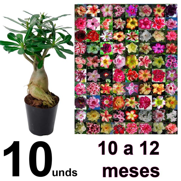 10 Mudas de rosa do deserto de 10 a 12 meses + Fertilizante