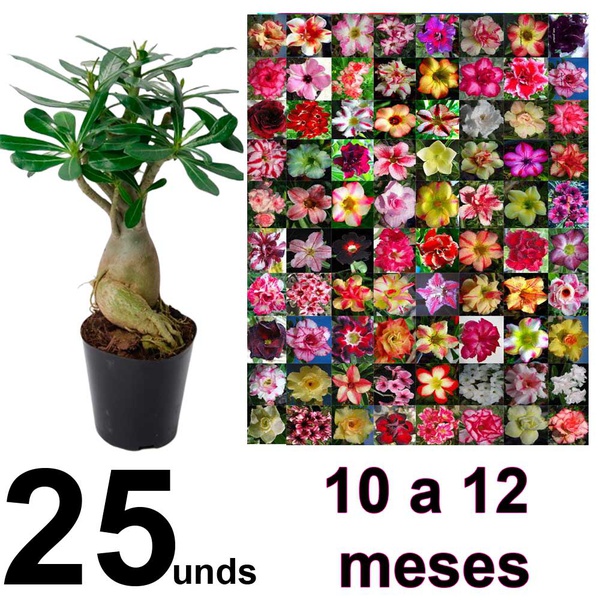 25 Mudas de rosa do deserto de 10 a 12 meses + Fertilizante