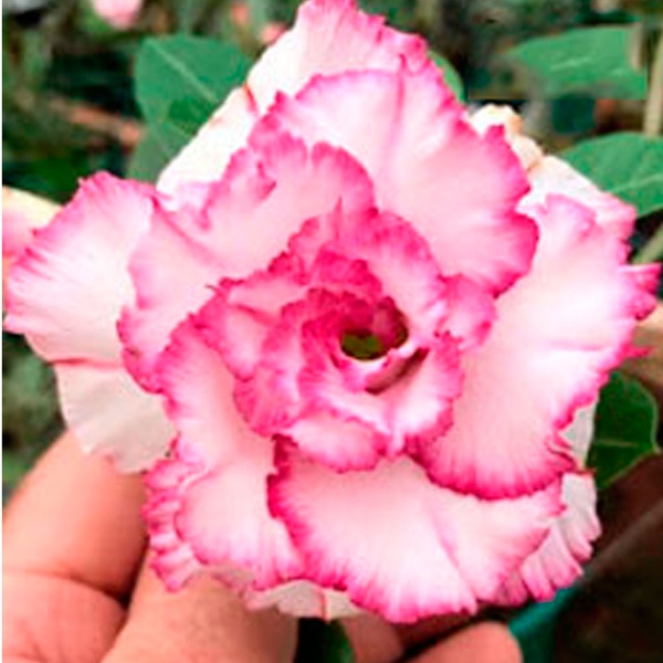 Rosa do deserto branca tripla com borda CARNATION - Valmor Adenium | ROSA  DO DESERTO - Valmor Ademium