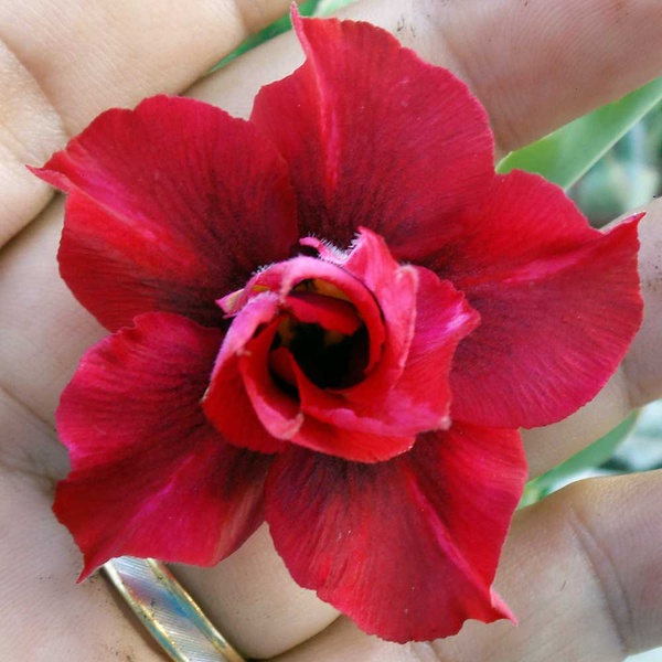 Rosa do deserto tripla F1 - 12 Meses - na cor vermelha escura | ROSA DO  DESERTO - Valmor Ademium