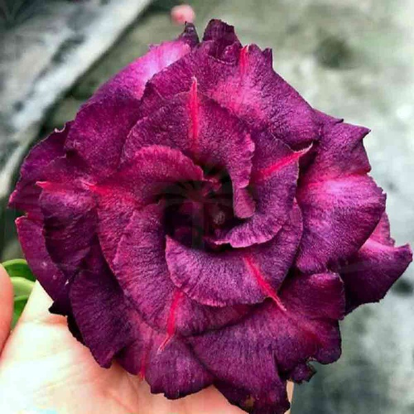 Rosa do Deserto Roxa Tripla Violet