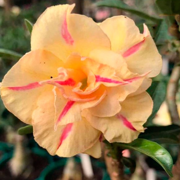 Rosa do Deserto Tripla Amarela NUBIA | ROSA DO DESERTO - Valmor Ademium