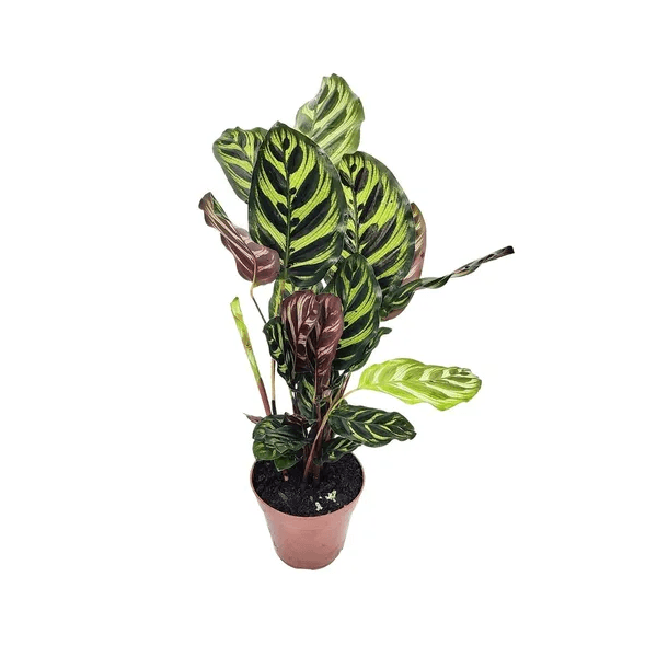 Calathea Pavão PT12