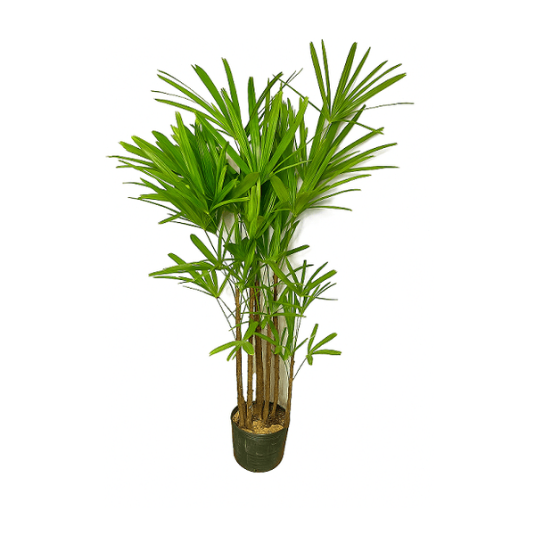Palmeira Rafis PT28