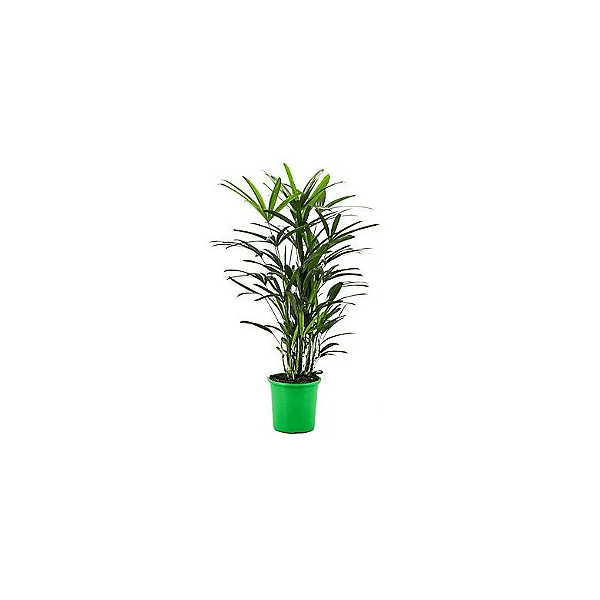 Palmeira Rafis PT24