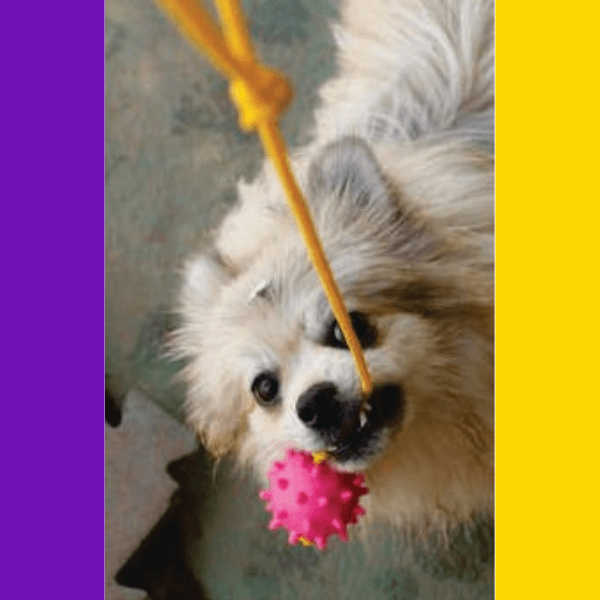 Cabo de Guerra Bola Cravo 50mm - Big Bull Pet 