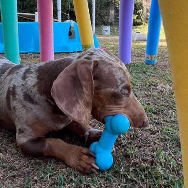 Ossinho Porte Pequeno - Big Bull Pet