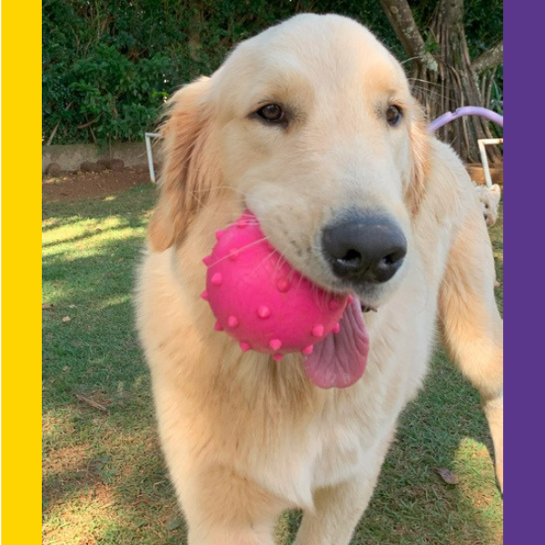 Bolinha Cravo Porte Grande - Big Bull Pet