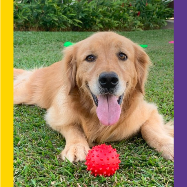 Bolinha Cravo Porte Médio - Big Bull Pet