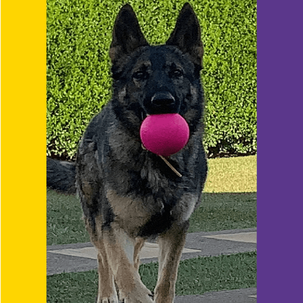 Bolinha Lisa Porte Grande - Big Bull Pet