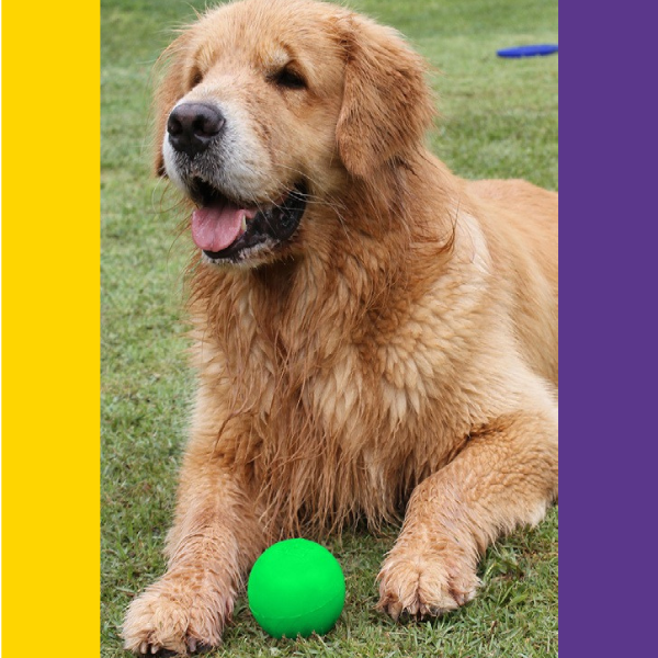 Bolinha Lisa Porte Médio - Big Bull Pet