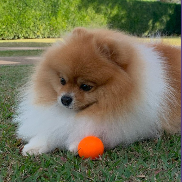 Bolinha Lisa Porte Pequeno - Big Bull Pet