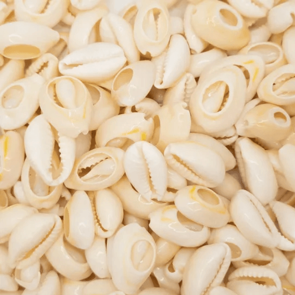 APLIQUE CONCHA BUZIOS PC 20UN 269 .