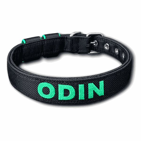 COLEIRA BABY PERSONALIZADA 3cm preta com nome em verde bandeira