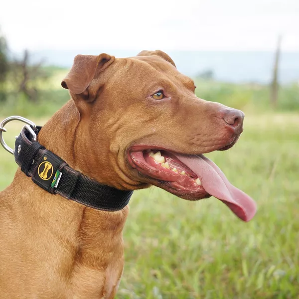  Coleira Para Cachorro Fit Lite (preto e marrom) 