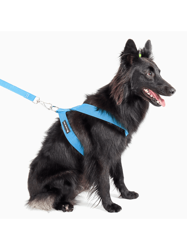 Peitoral Porte Grande Com Guia Bicolor - 000046000... - Comprou Já