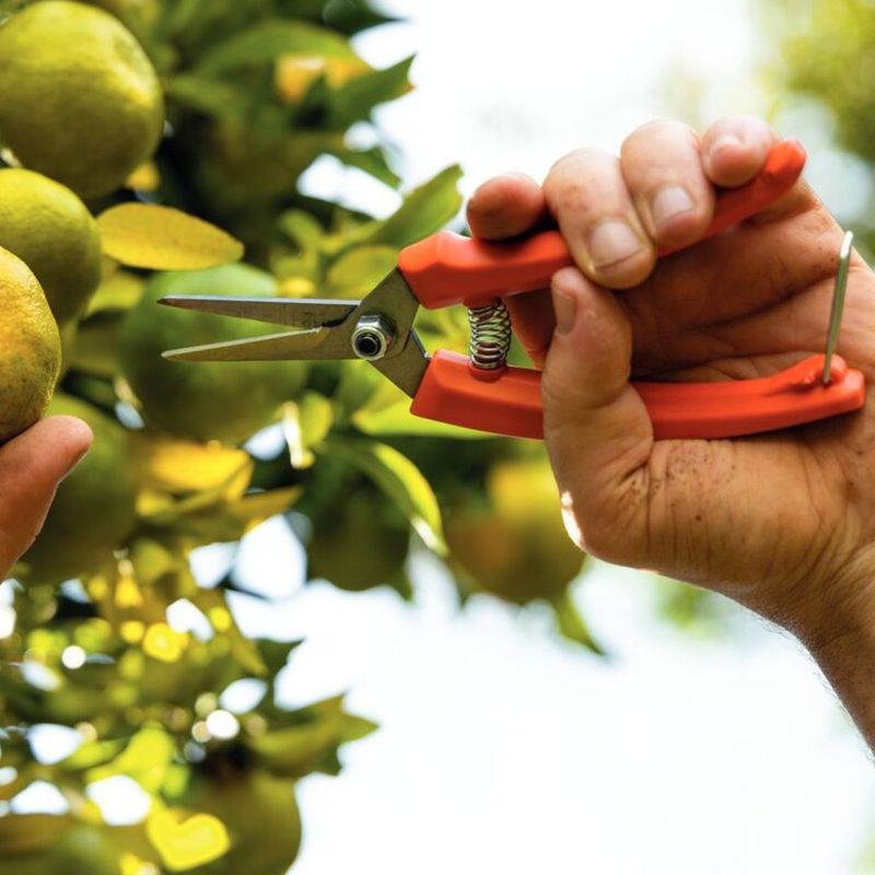 Tesoura Para Frutas Com Cabo Plástico (78301/011) - Tramontina
