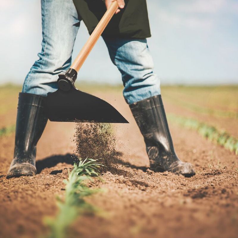 Enxada Canavieira Goivada 2.5 Sem Cabo (77215/254) - Tramontina