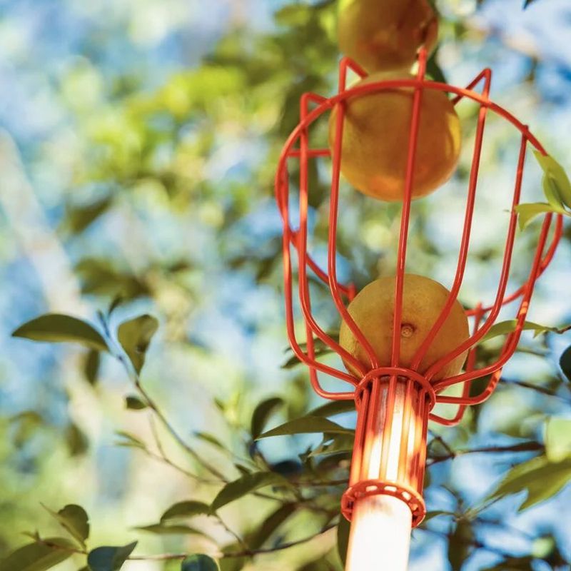 Colhedor de Frutas sem Cabo em Aço - Médio (77819/151) - Tramontina 