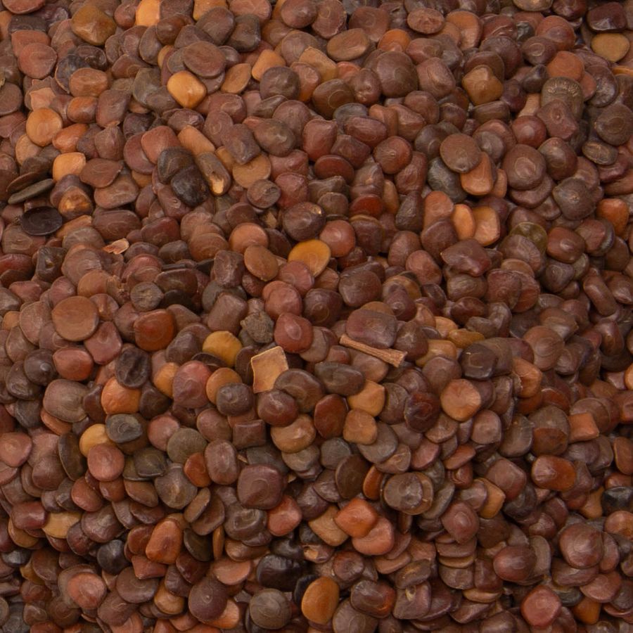 Semente Sansão do campo