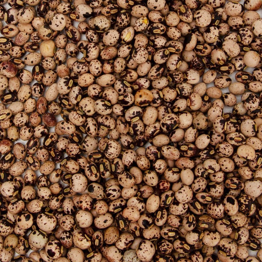 Semente Feijão guandu fava larga