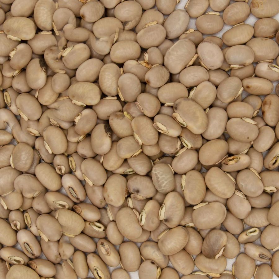 Semente Mucuna cinza