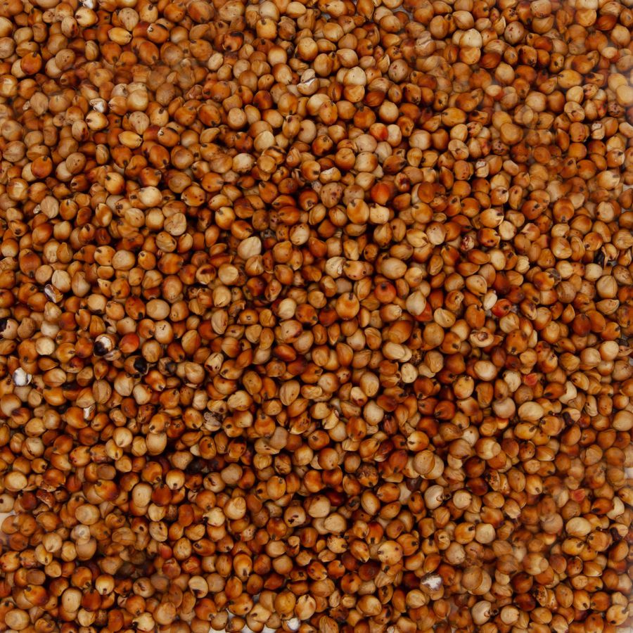  Semente Sorgo BRS ponta negra