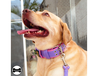 Coleira Para Cachorro Amorosso Slim + Super Guia Curta 80cm (Lilás e Rosa) 